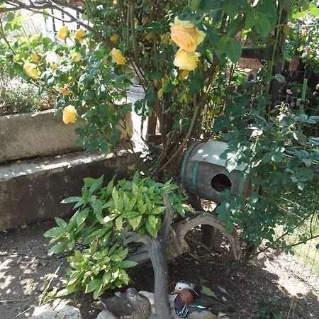 Πανσιόν Amazonka