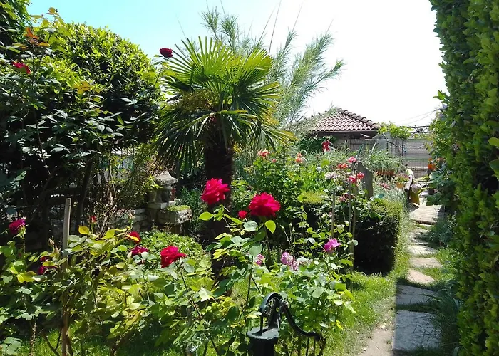 Amazonka * Варна