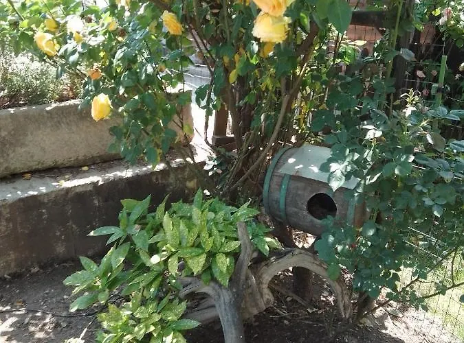 Guest house Amazonka